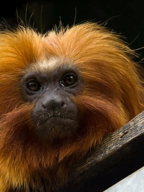 In Brasile il numero di leontocebi rosalia continua a crescere: è una vittoria per la conservazione della natura