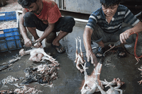 Chiudere i wet market per evitare future epidemie, la petizione di Animal Equality all’Onu