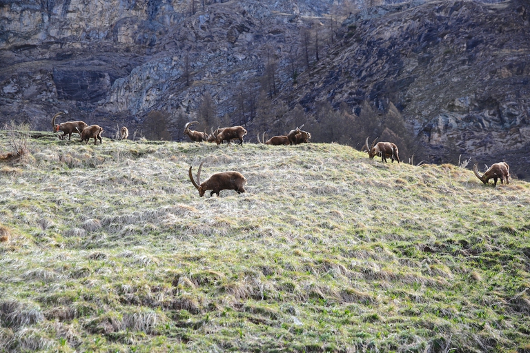stambecchi Gran Paradiso