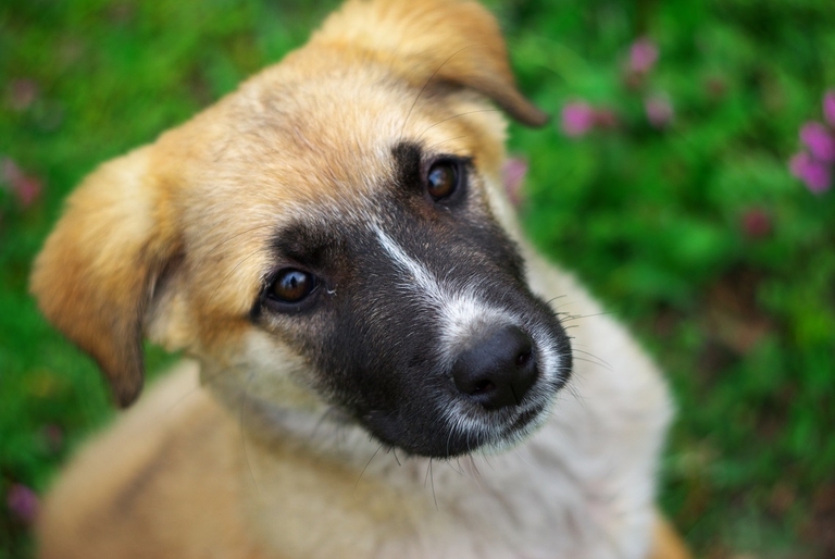 Cane con espressione triste