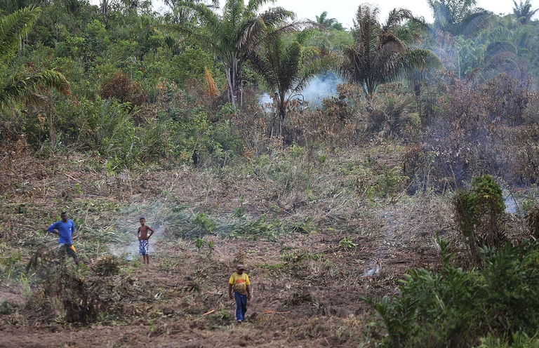 Come gli allevamenti illegali di bestiame distruggono l’Amazzonia secondo Global Witness