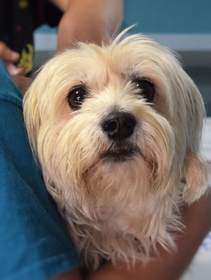 Ernie nel cane, un aiuto arriva dai metodi non invasivi