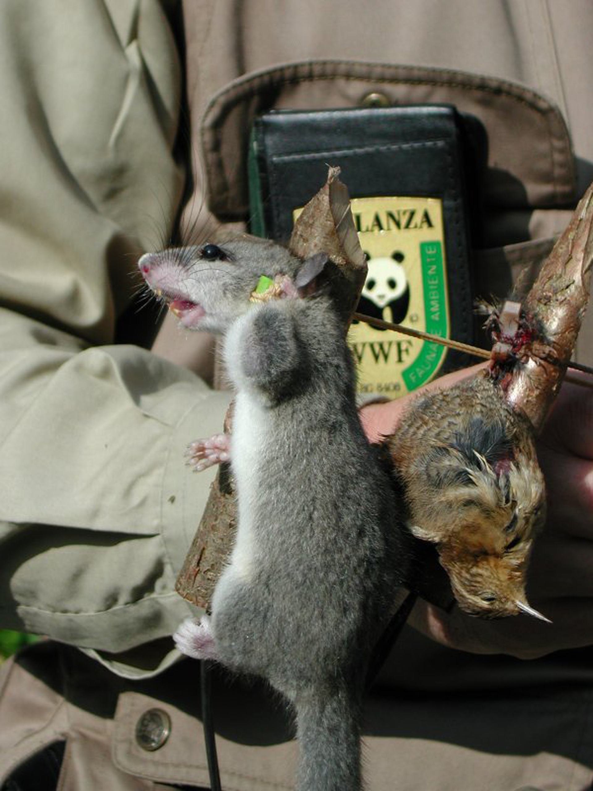 Allarme caccia illegale in Italia