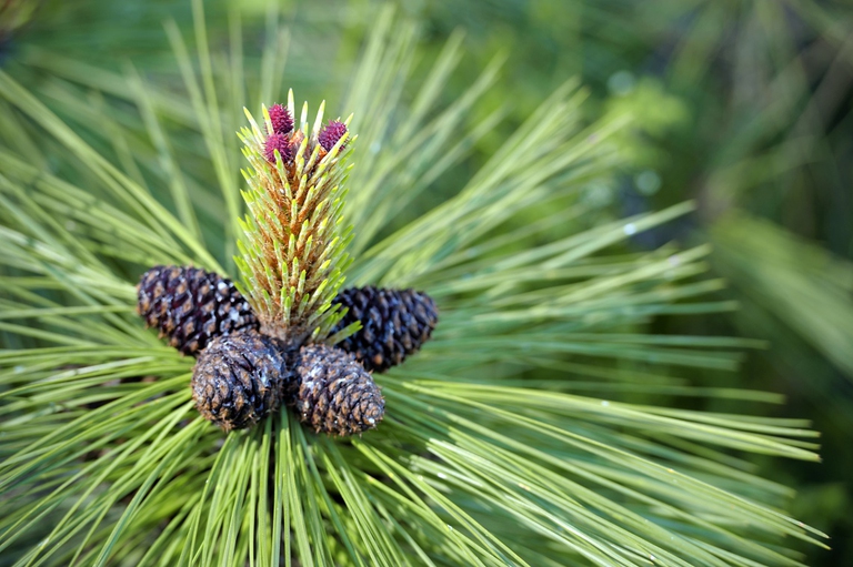 Pino, repellente per le zanzare
