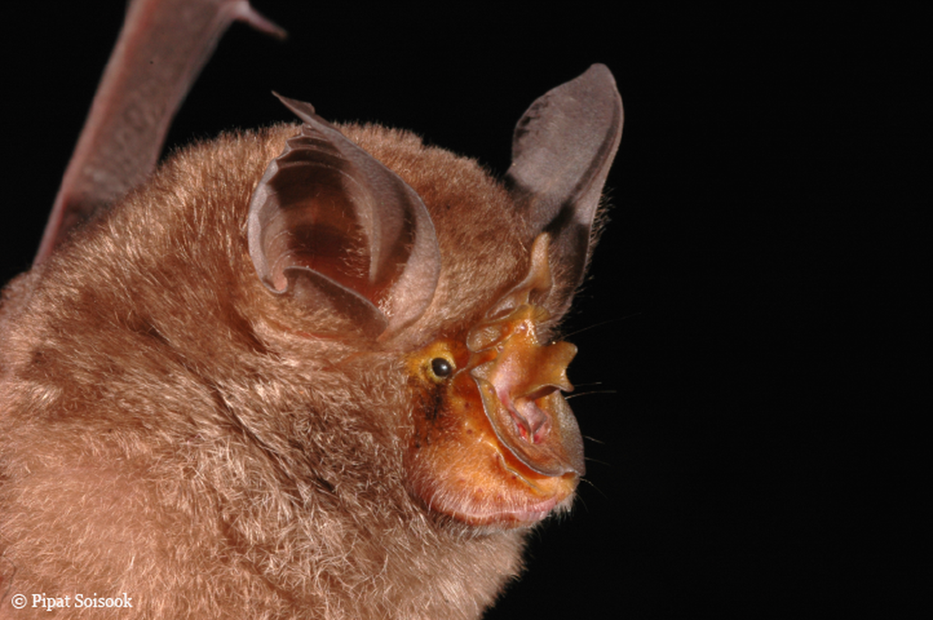 Rhinolophus monticolus 2
