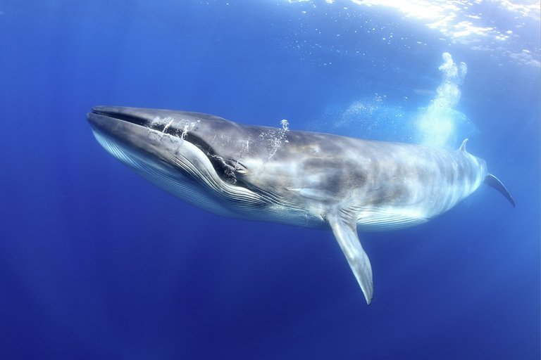 cetacei di Tenerife