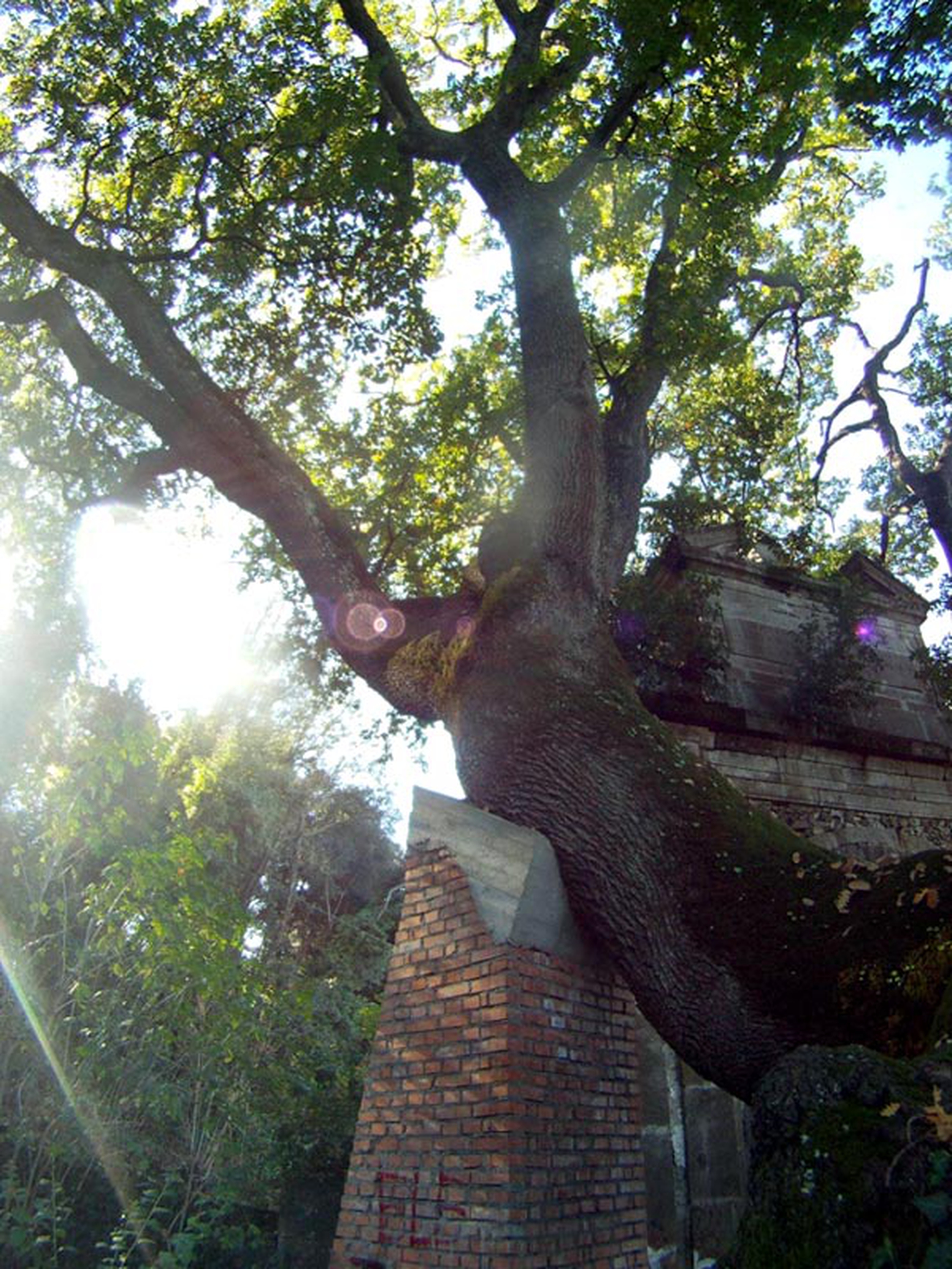 10 maestosi alberi monumentali da andare a trovare