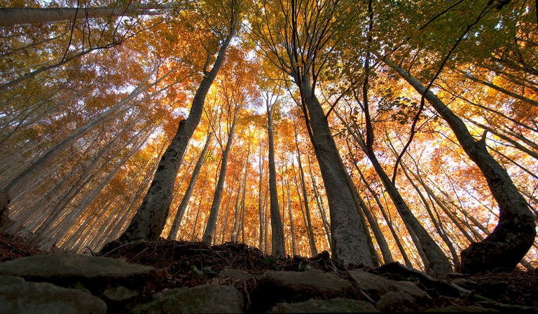 forests oxygen