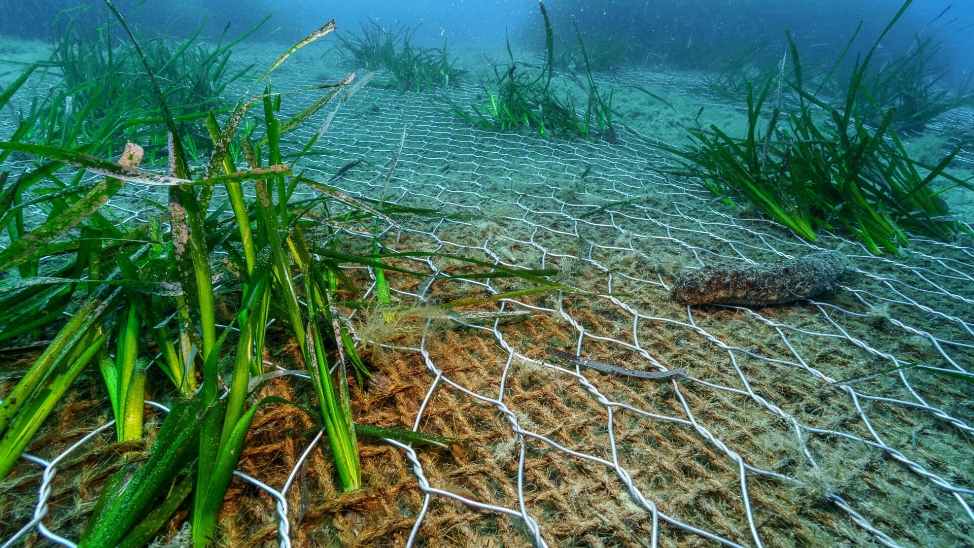Tecnica per ripristinare posidonieti degradati