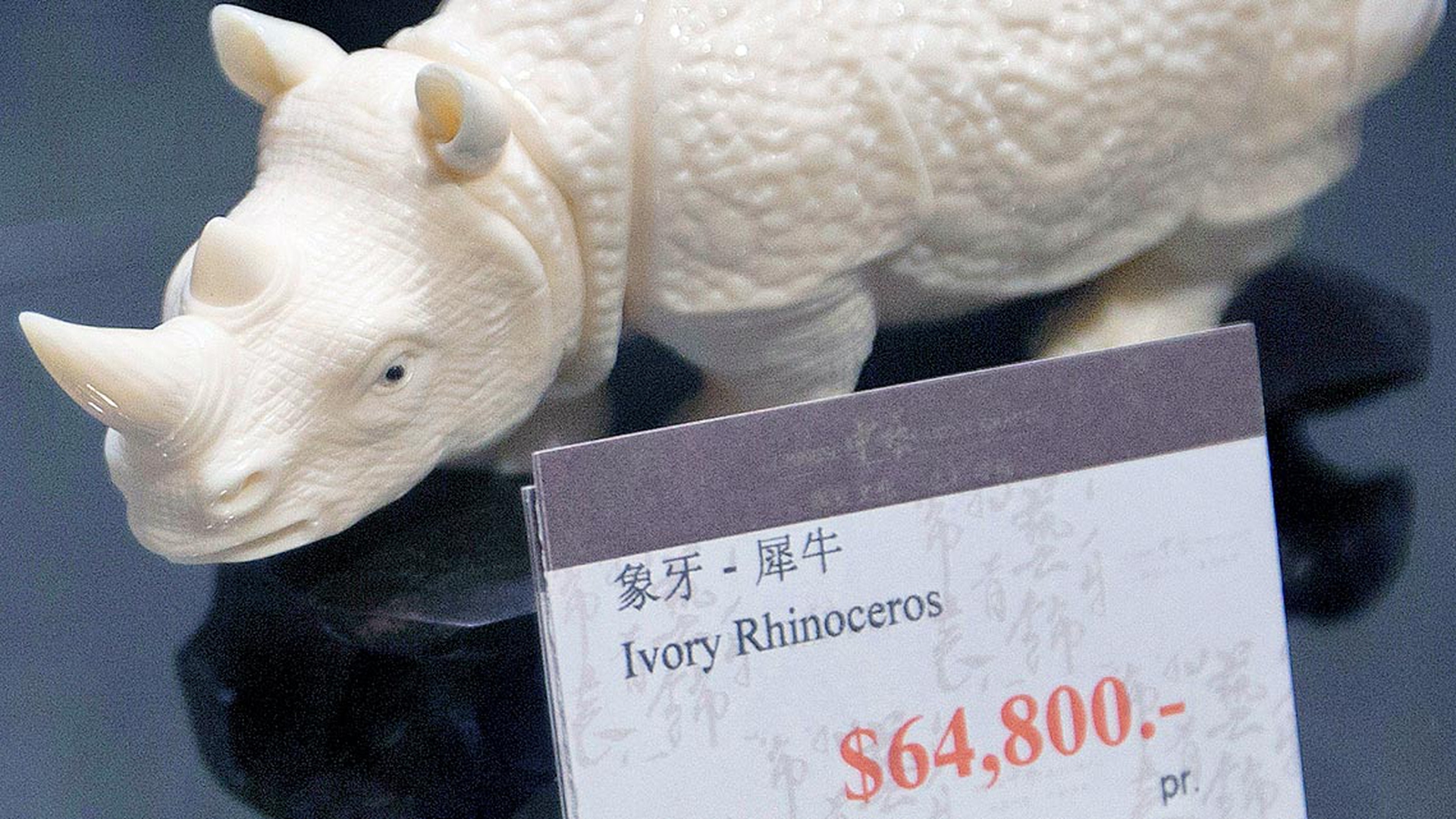 rinoceronte-avorio