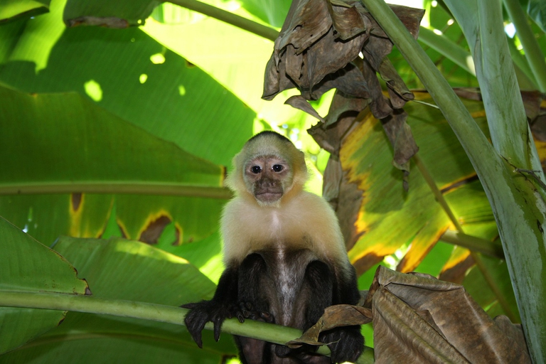 white headed capuchin