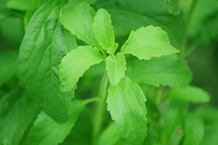 Stevia. Che cos’è e come si coltiva