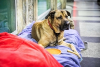 A Milano veterinari volontari per i cani dei senzatetto