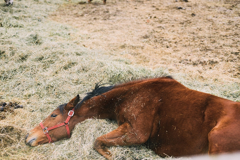 caldo record Australia