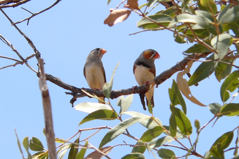 taeniopygia-guttata.zebra-finch