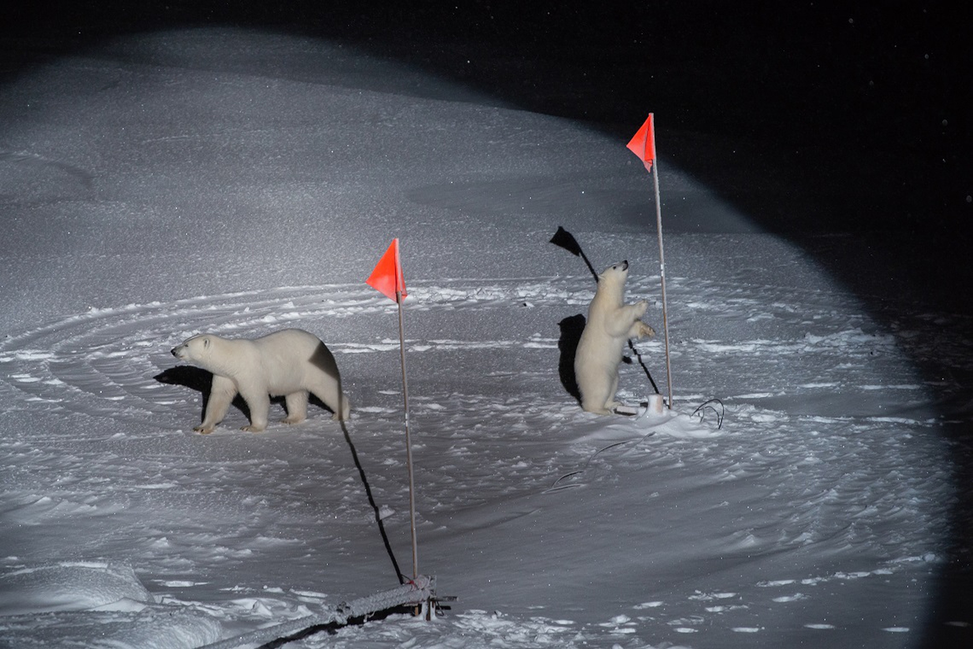 Polar Bear and her Cub, Esther Horvath, World Press Photo 2020