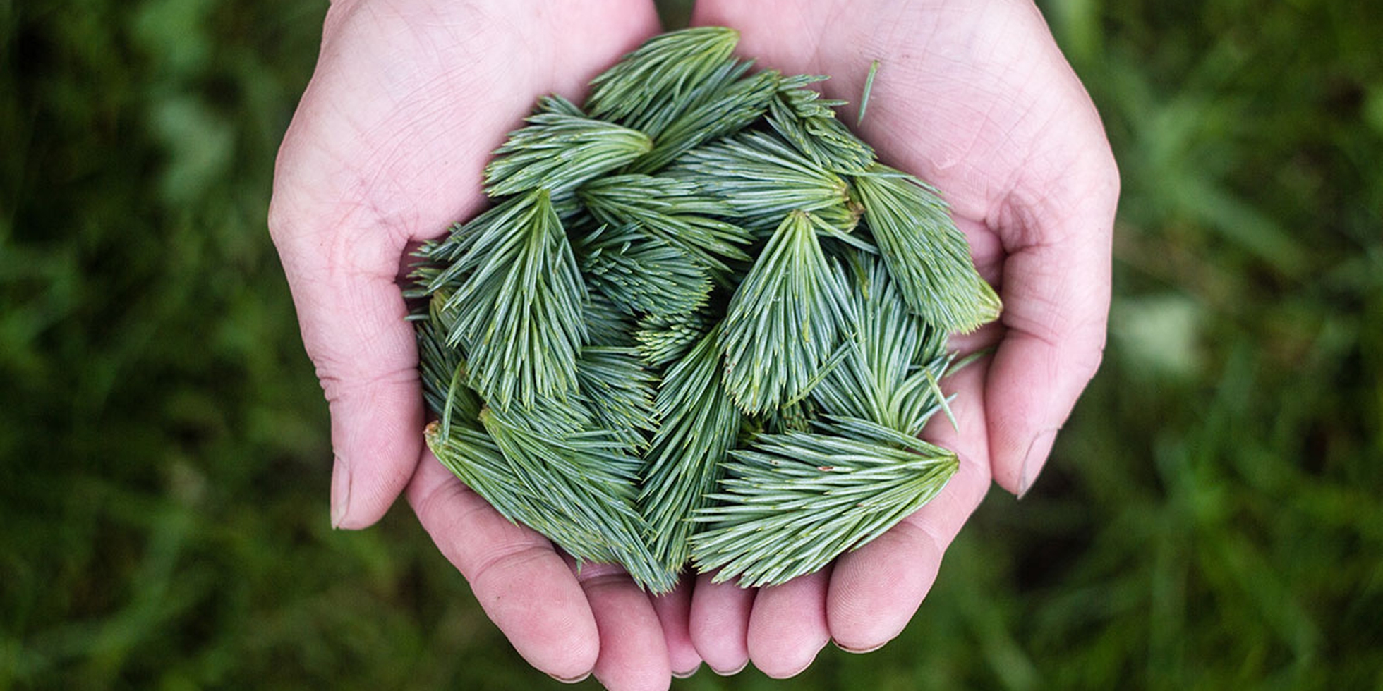 Nasce la bioplastica fatta con gli