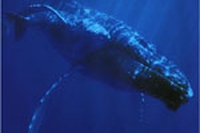 ?Santuario dei cetacei?. Come stanno veramente le cose?