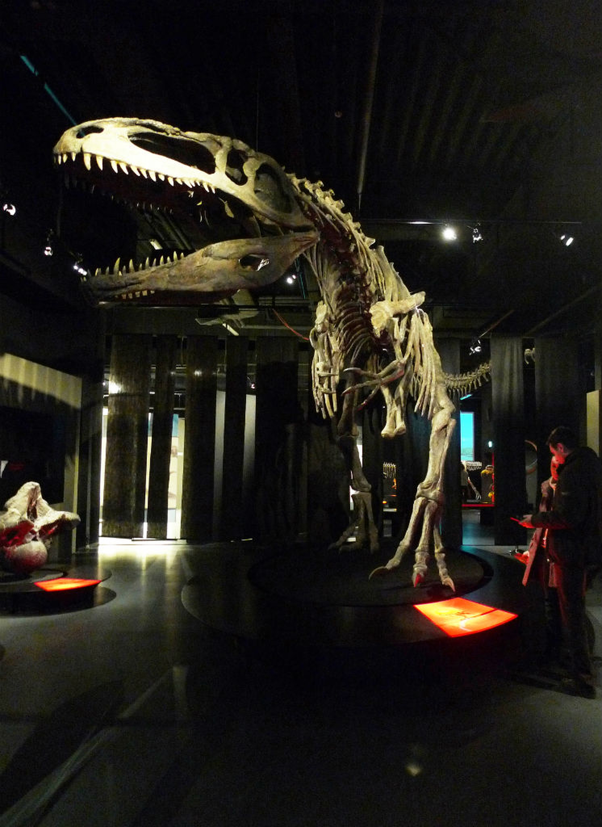 Dinosauri giganti dell'Argentina in mostra a Padova