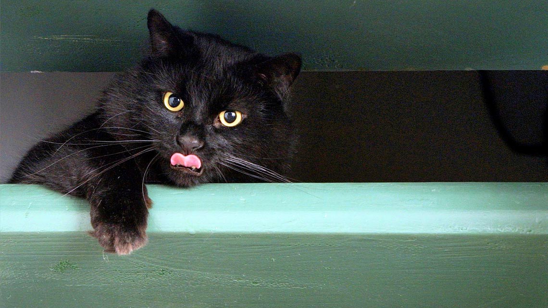 gatto-nero-cassetto