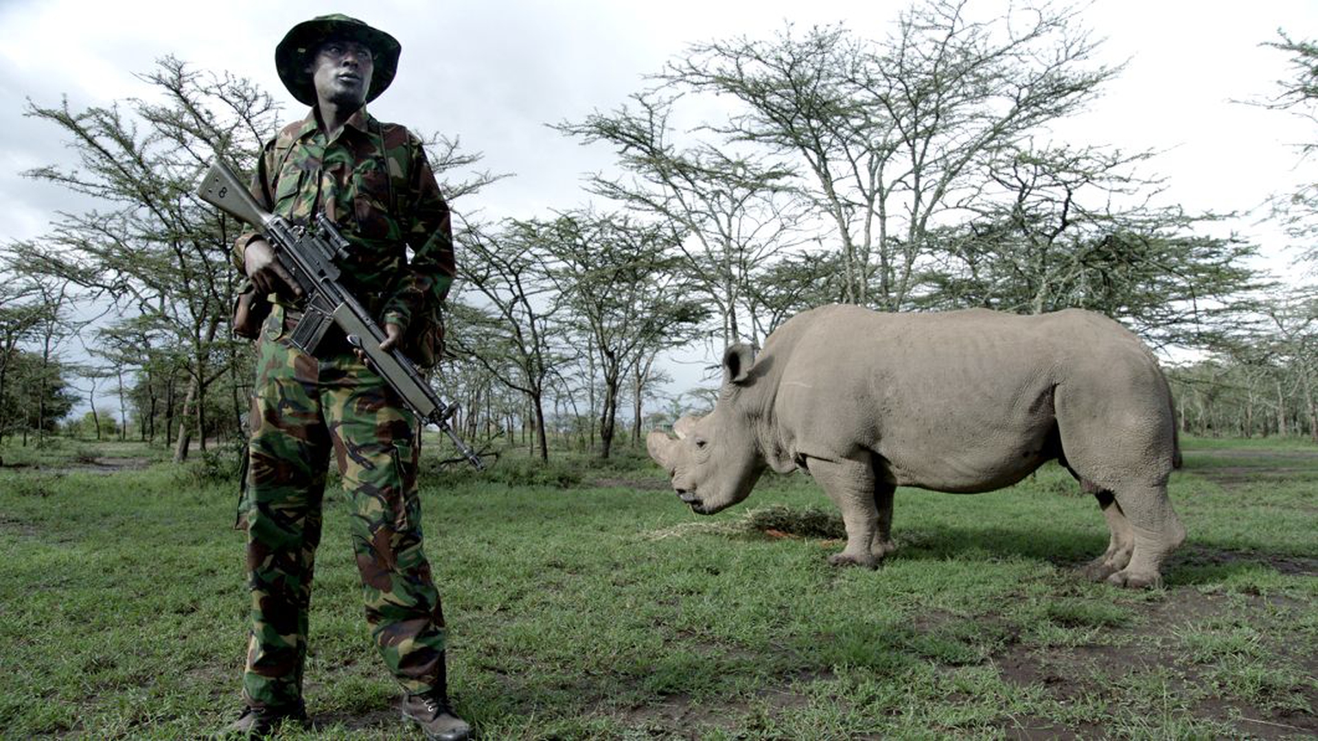 La riserva di Ol Pejeta in Kenia