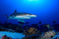 Madagascar creates a sanctuary for sharks
