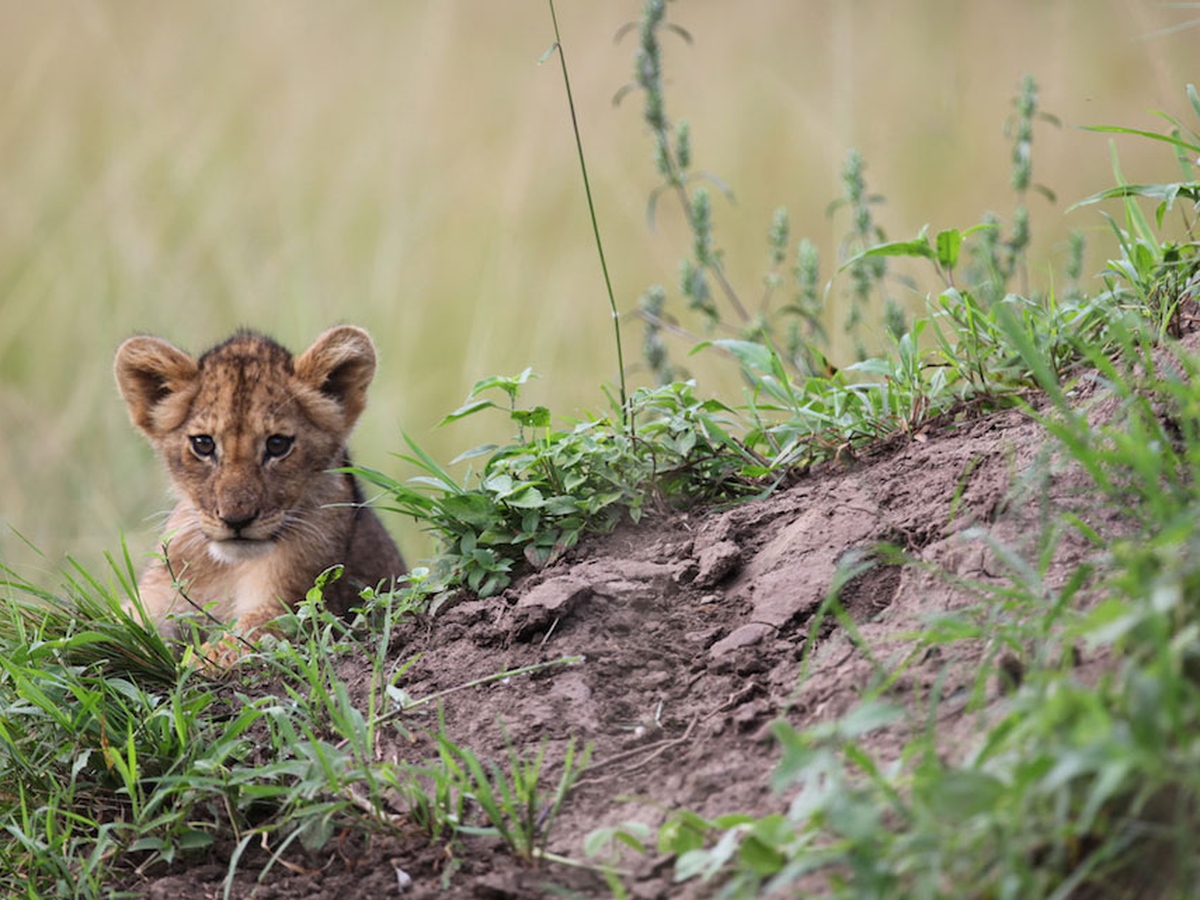 Akagera Lions On The Rise The Park Welcomes Its First Cubs In Decades