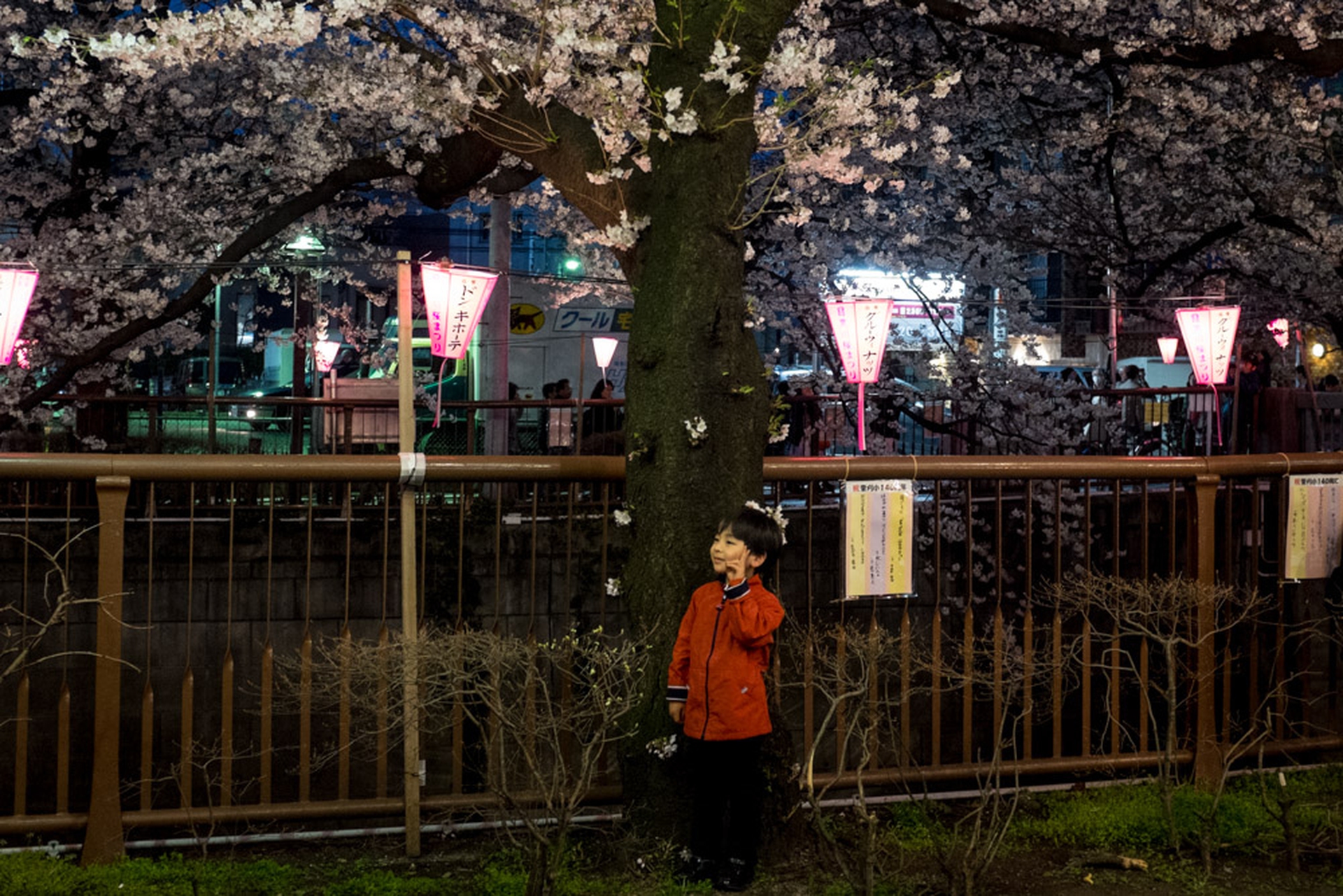 Hanami celebration of the blossoming of cherry trees
