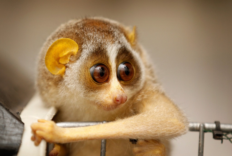 Two Baby Loris Are Given A Health Check By Veterinary Staff At London Zoo