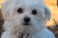 Maltese, il cagnolino bianco che viene dal mare