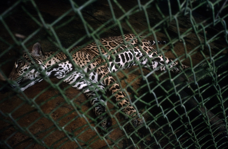 Giaguaro in gabbia