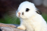 I simboli naturali della Pasqua e il loro significato: cosa ci dicono coniglietti, uova e agnelli