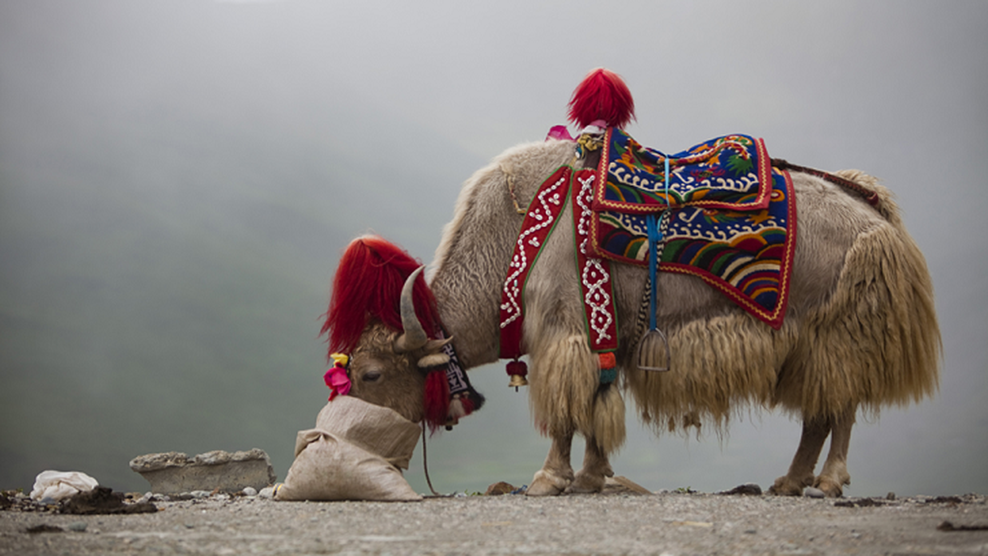 Yak's fur, a green alternative to wool and cashmere - LifeGate Yak's fur, a green alternative to wool and cashmere - LifeGate