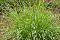 Vetiver. The plant that prevents hydrogeological instability