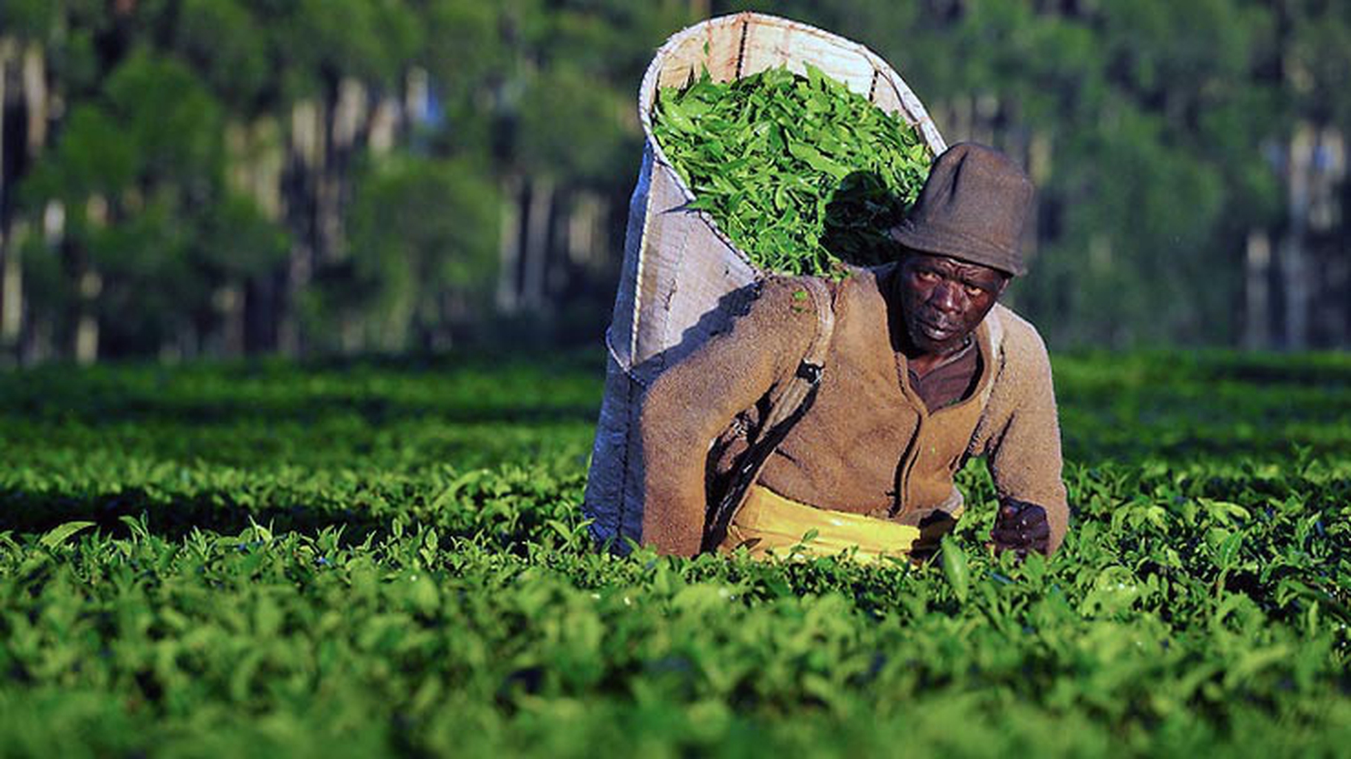Le sfide dell'industria del tè: Oxfam vuole guidarle verso la sostenibilità  ambientale e sociale - LifeGate