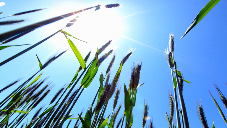 sun inspires wellness