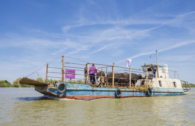 Traslocazione dei bufali sull'isola di Ermakov