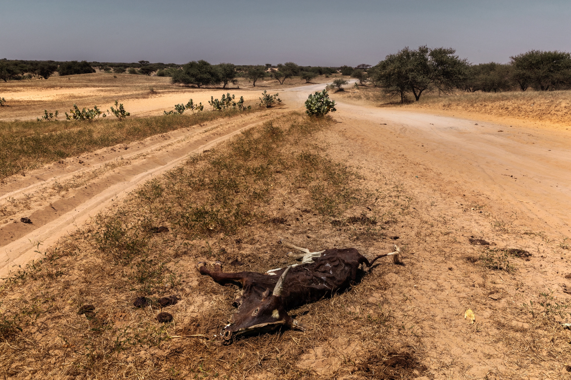 La crisi del lago Ciad, Marco Gualazzini