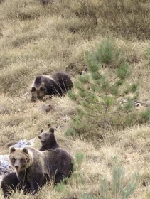 L’orsa Amarena è stata uccisa. Era il simbolo del Parco nazionale d’Abruzzo, Lazio e Molise