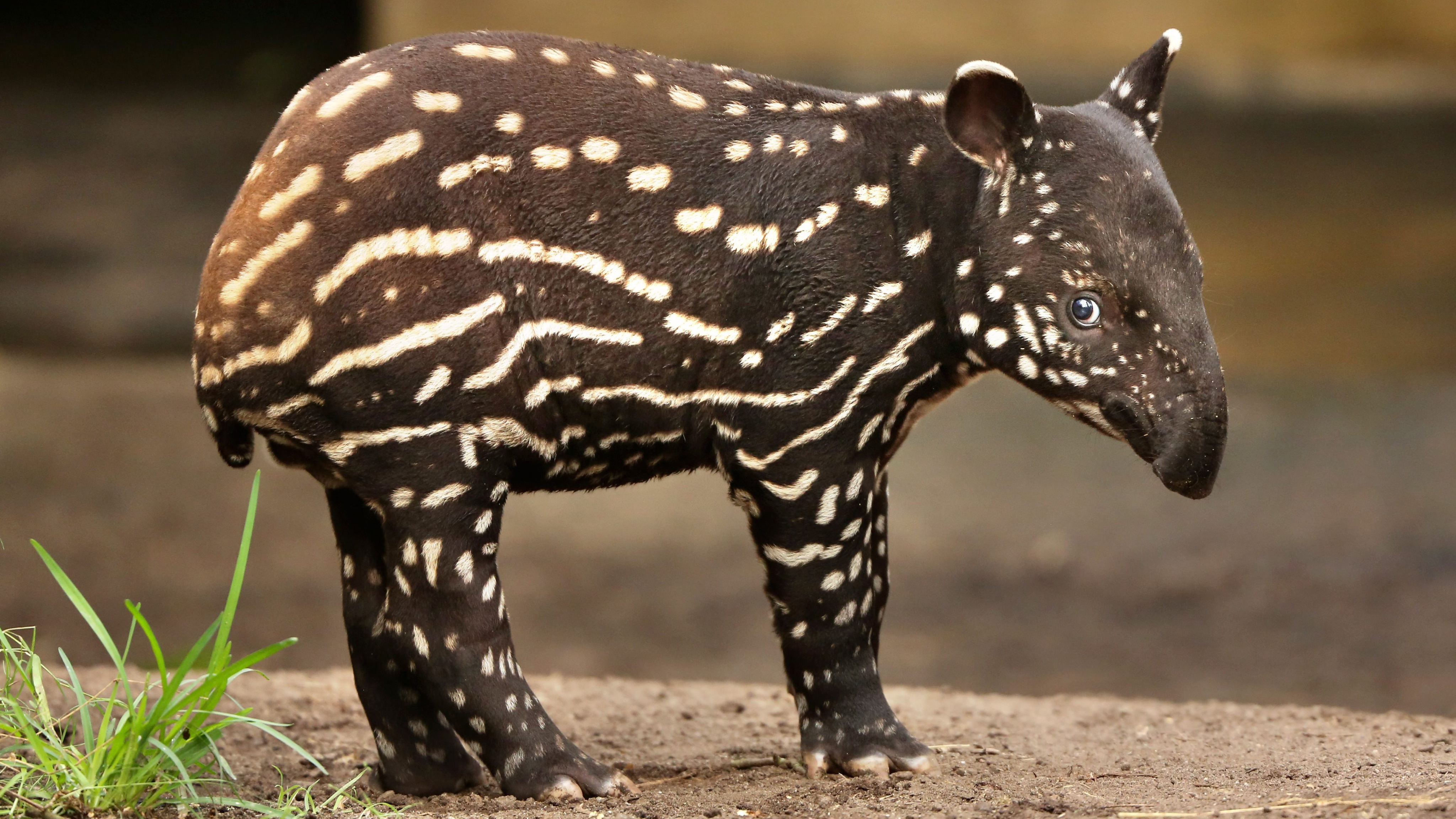 Brazil, a tapir is born in the Atlantic Forest for the first time in over a  century - LifeGate