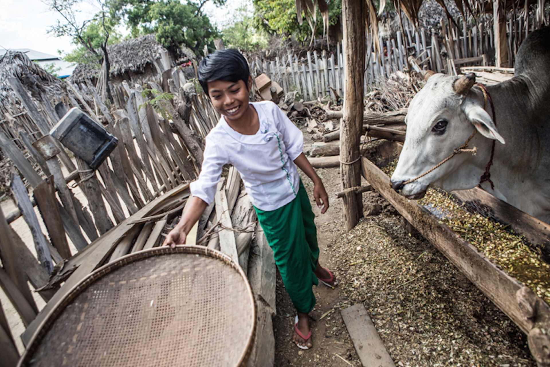 girl-determined-andrew-stanbridge-ragazza-mucca