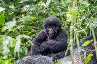 L’Africa chiude alcuni parchi per proteggere le grandi scimmie dal coronavirus