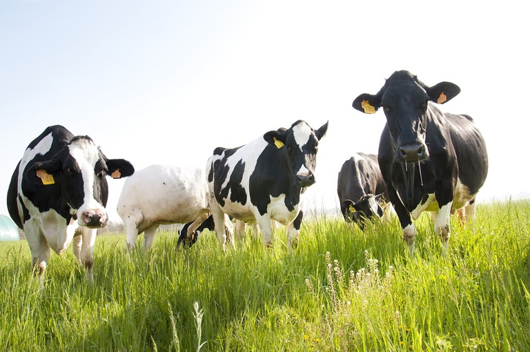 vacche parmigiano reggiano