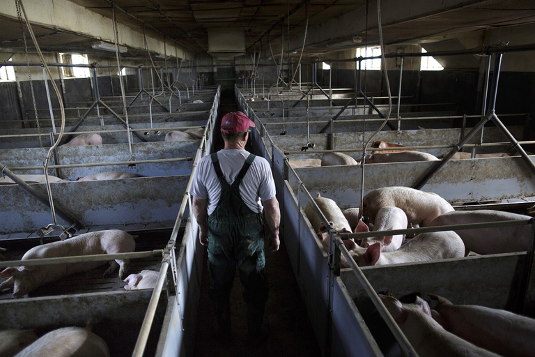 Allevatore di maiali