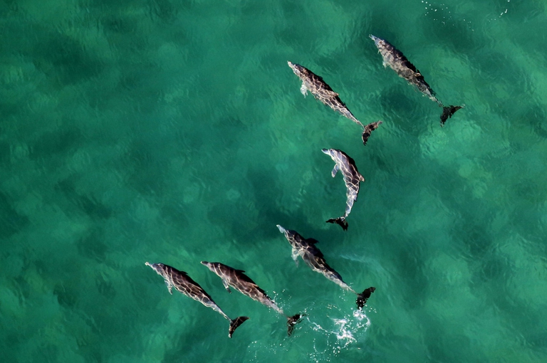 aree marine protette italia sardegna collisione mercantili Corsica sversamento combustibile