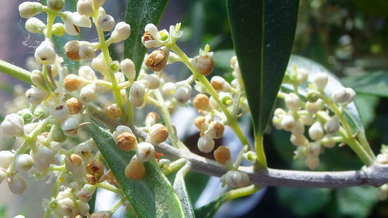 olive-fiore-di-bach