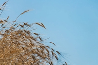 Il biologico: la natura prima di tutto