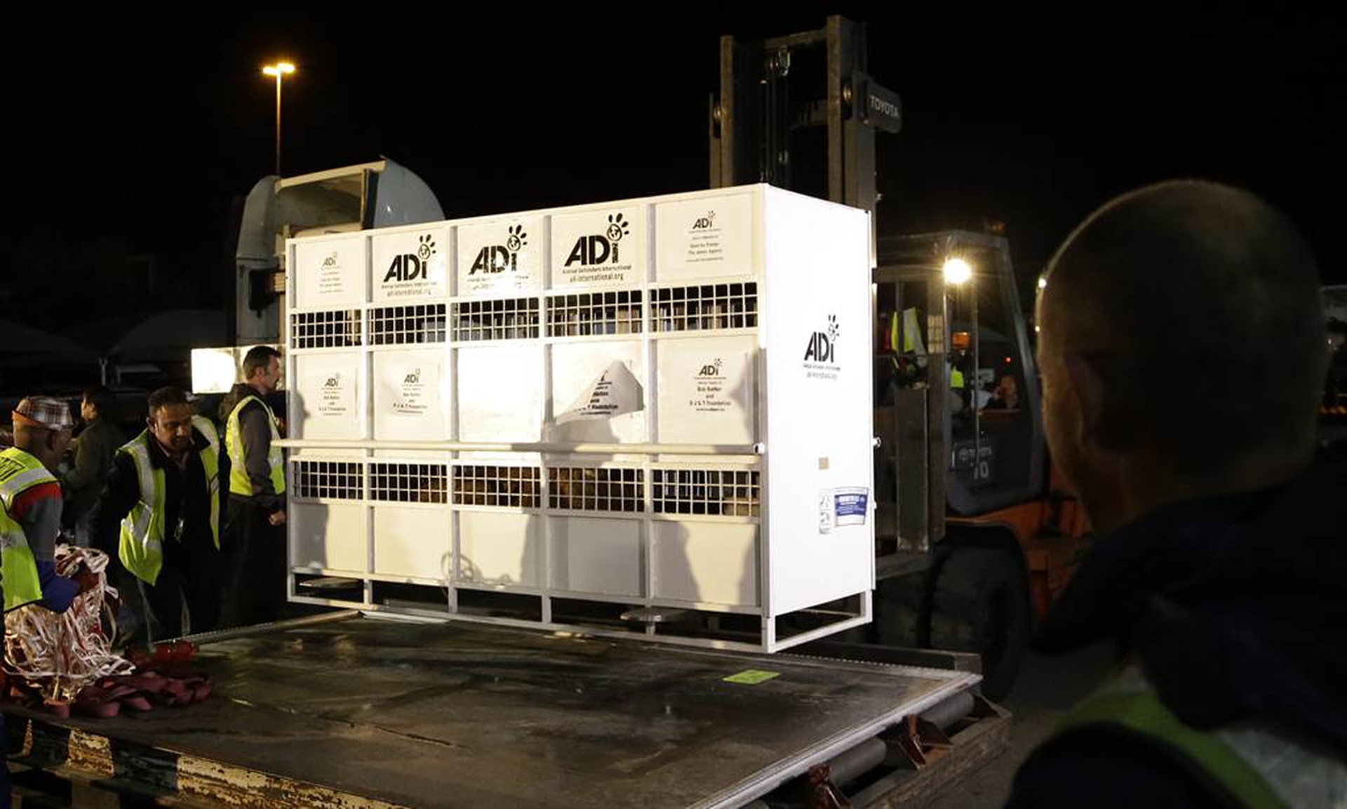 33 lions are returned to Africa