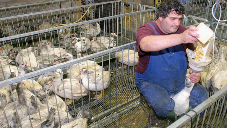 allevamento oche per foie gras