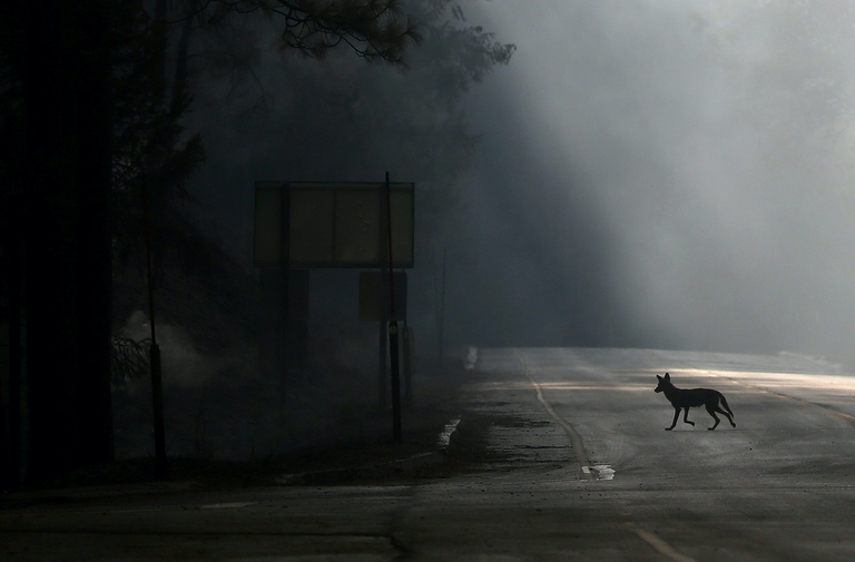ponte per la fauna californiana